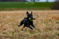 2023-Hunde-Training-Meerbusch-web-1802