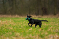 2023-Hunde-Training-Meerbusch-web-2565