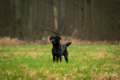 2023-Hunde-Training-Meerbusch-web-2669